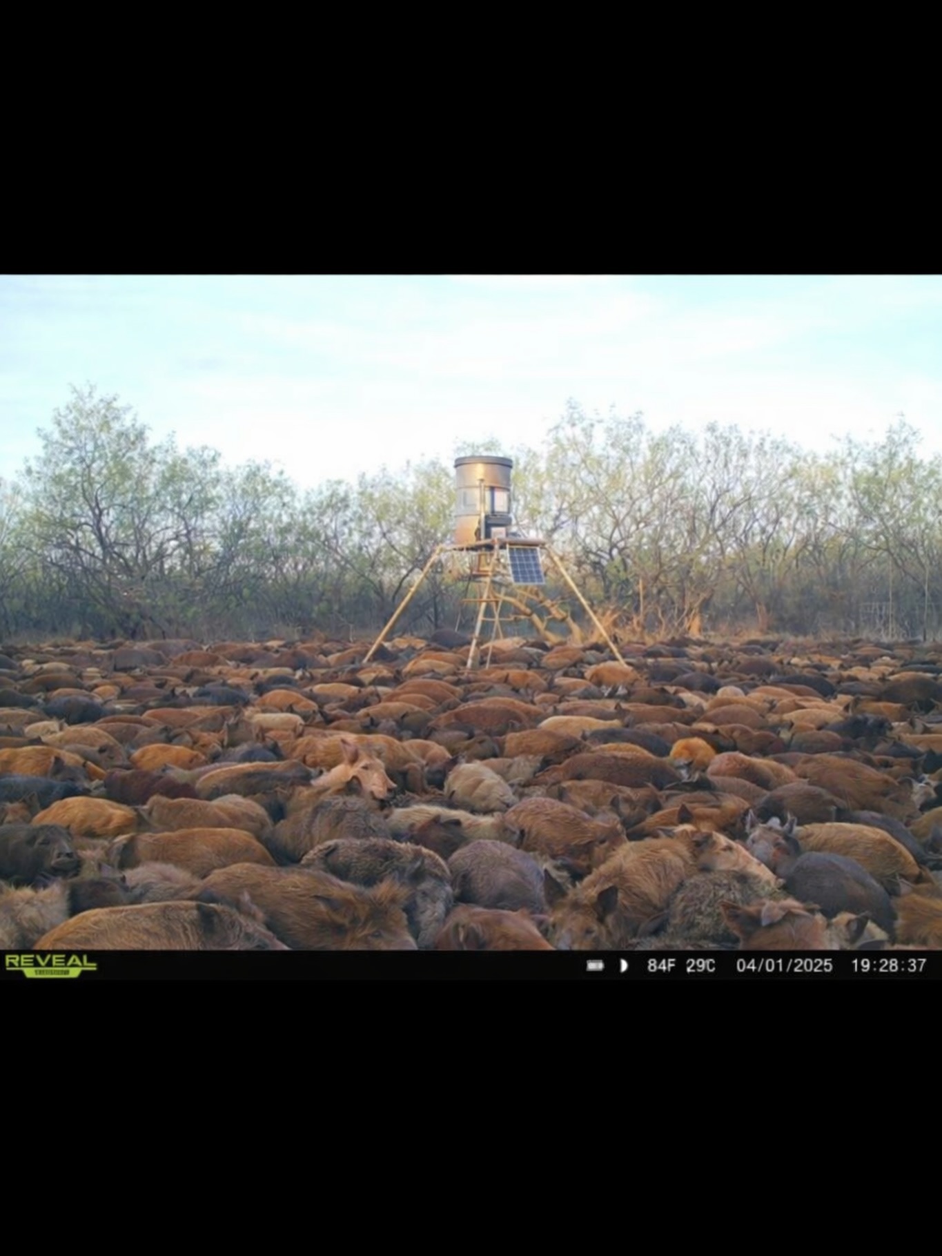 Large flock of sheep gathered around hunting feeder in Archer City TX