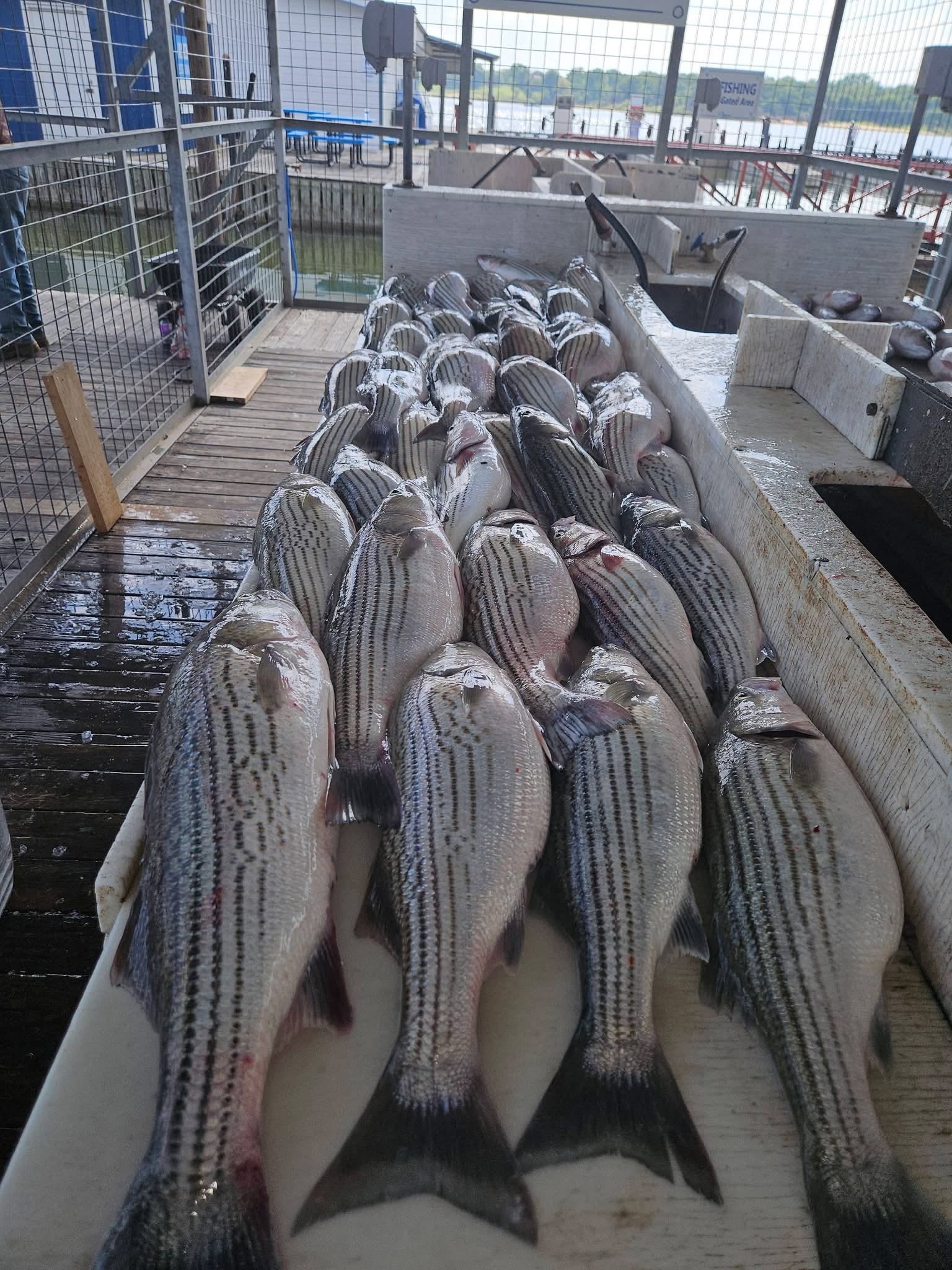 Large catch of striped bass laid out on fishing boat deck in Kingston Oklahoma