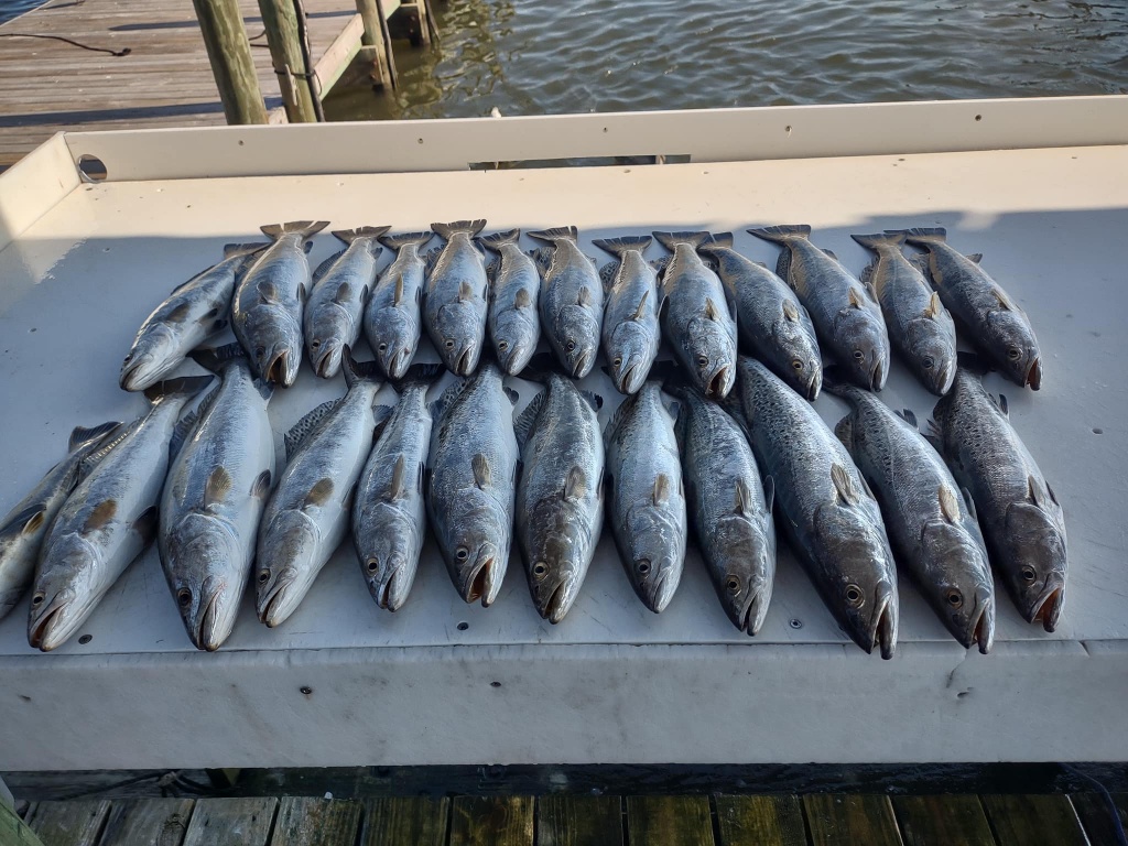 Fishing Charter in Gulf Shores