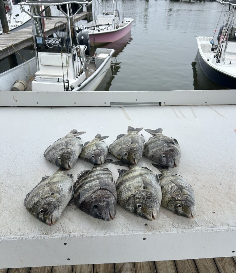 Eight sheepshead fish laid out on boat deck at Gulf Shores AL marina