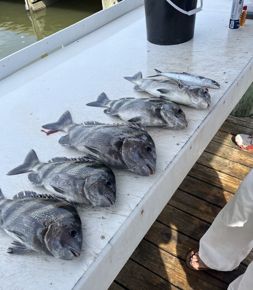 Fresh caught sheepshead fish lined up on white boat deck at Gulf Shores AL