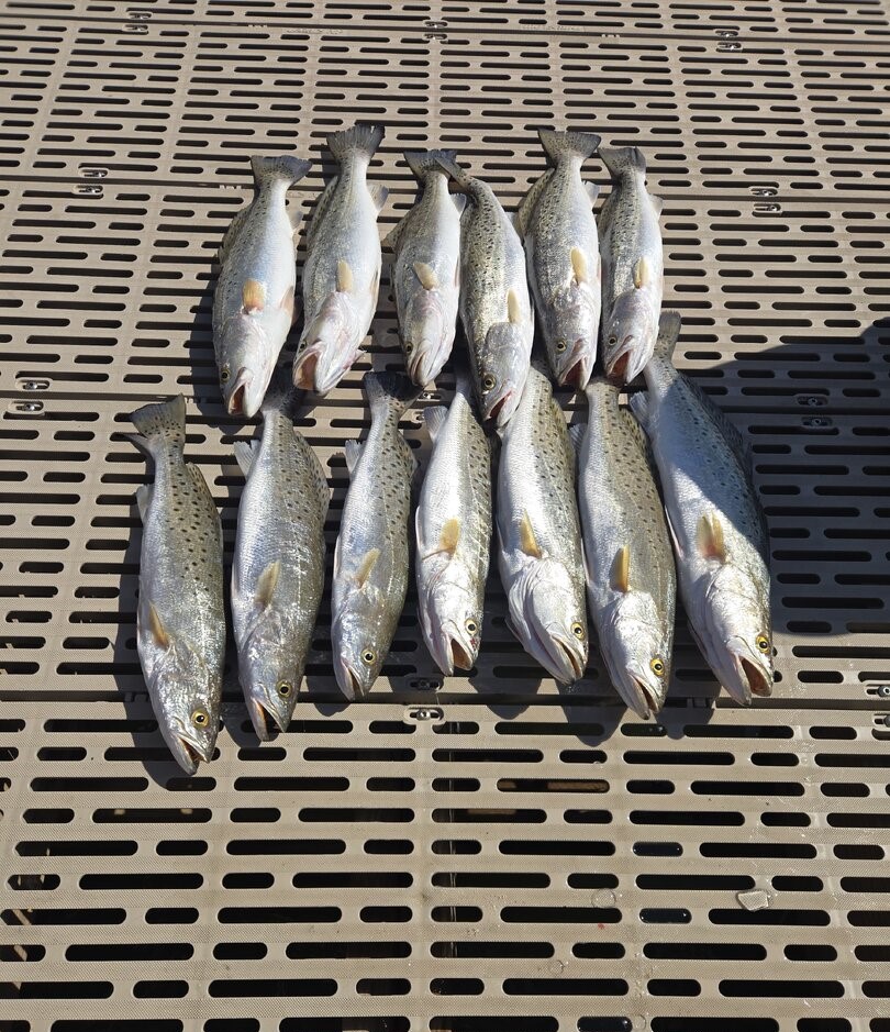 Twelve speckled trout caught fishing in Gulf Shores AL displayed on boat deck