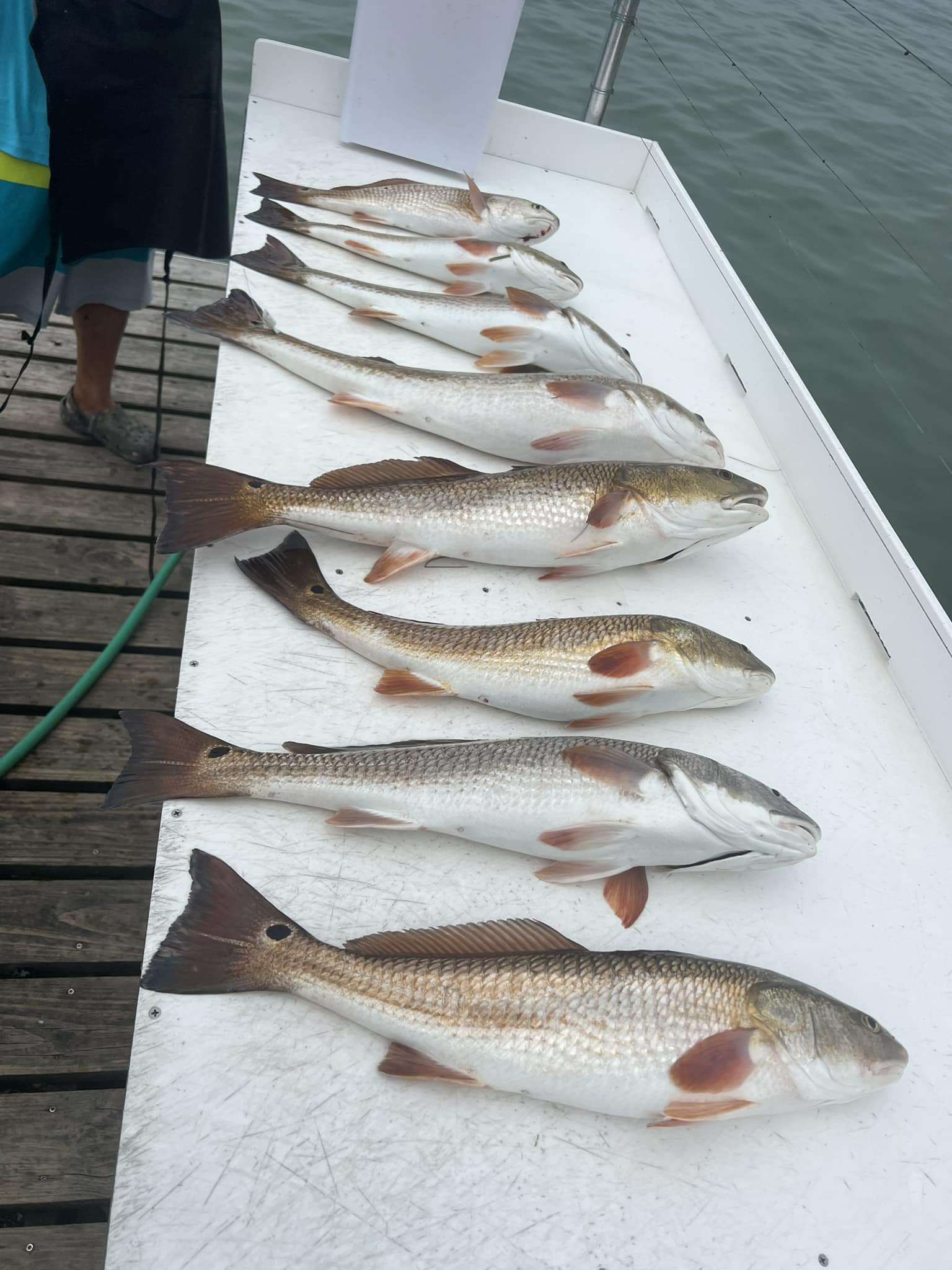 6 redfish caught at South Padre Island