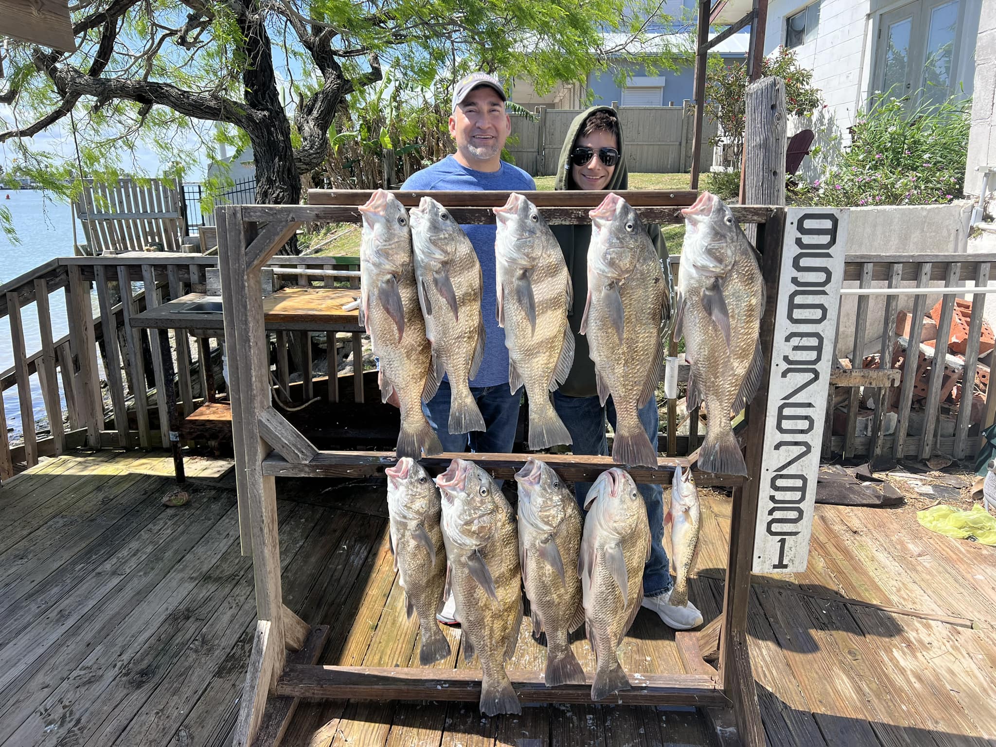 11 black drum and southern kingcroaker fish caught in TX