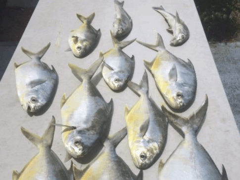 6 greater amberjack fish caught in GA