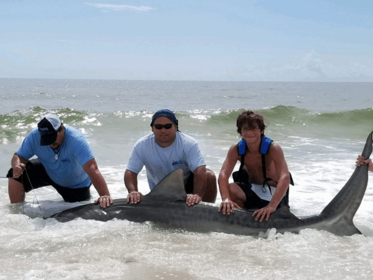 A tawny nurse shark, a 69-inch fish, captured in GA