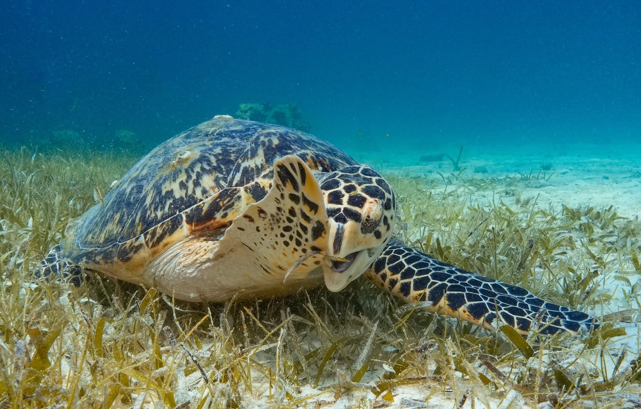 Hawksbill sea turtle swimming over seagrass bed in clear blue waters off Islamorada Florida
