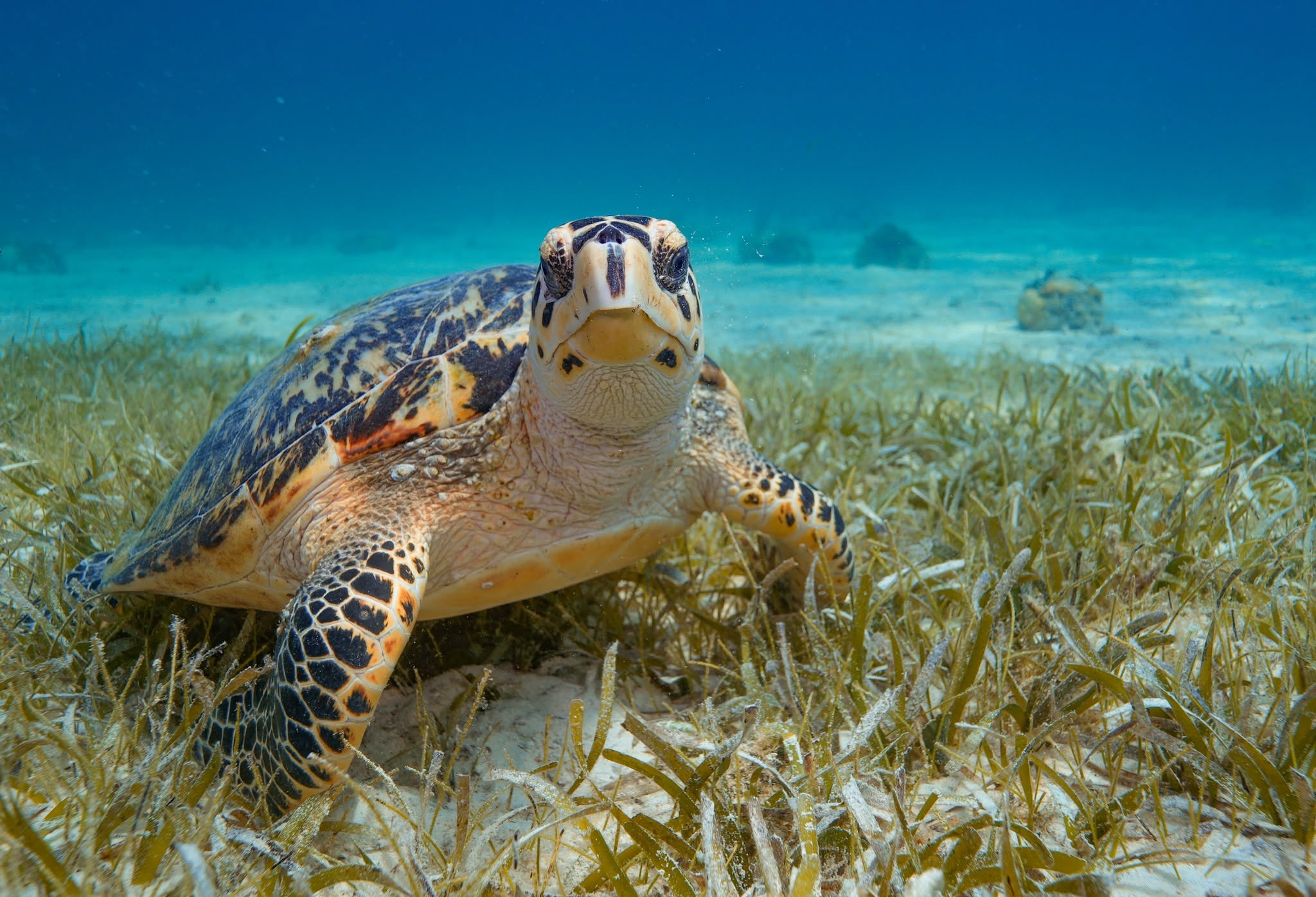 Hawksbill sea turtle swimming over seagrass bed in clear blue water in Islamorada FL