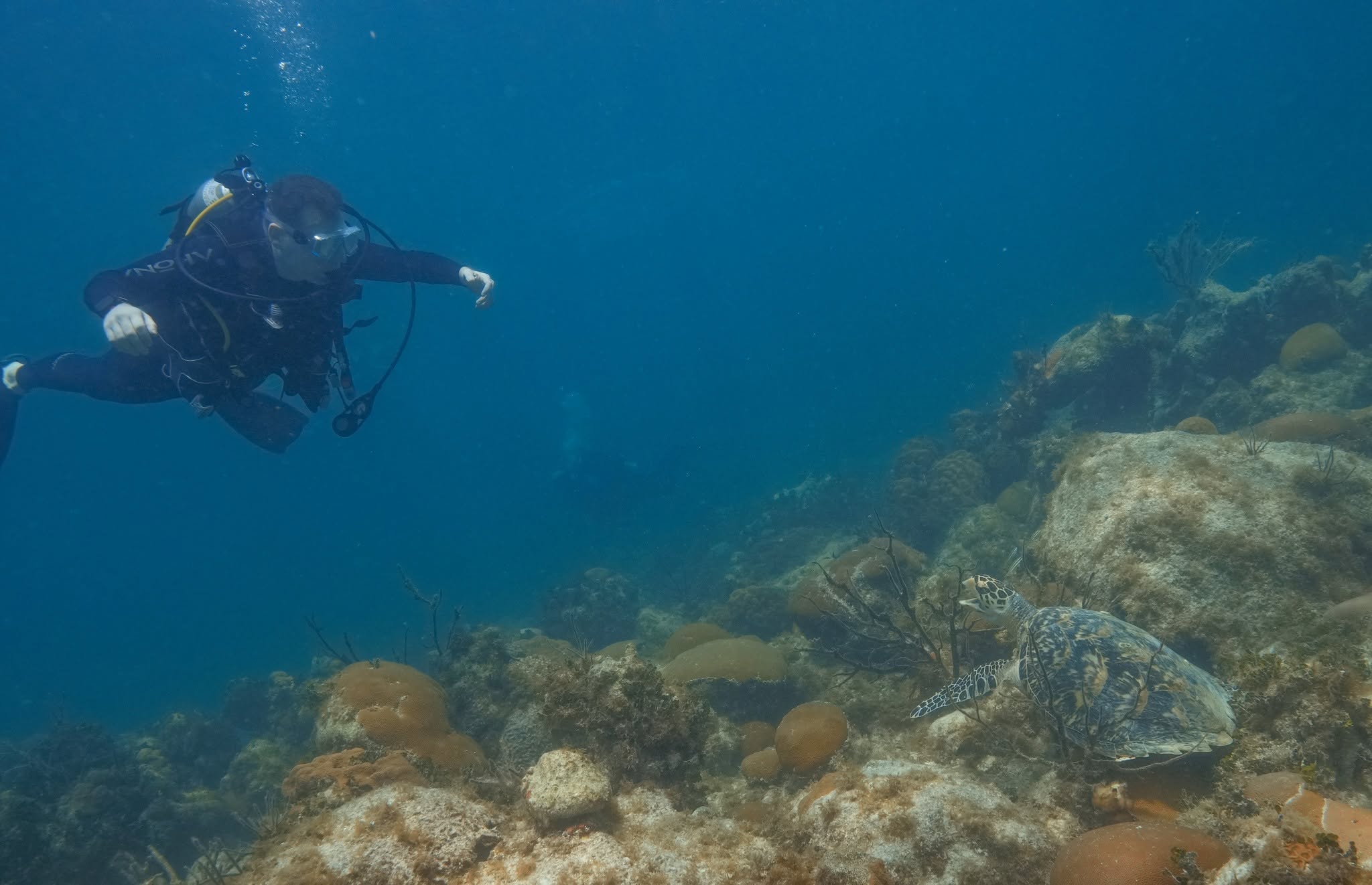 Scuba diver swimming near coral reef and sea turtle in Islamorada FL waters