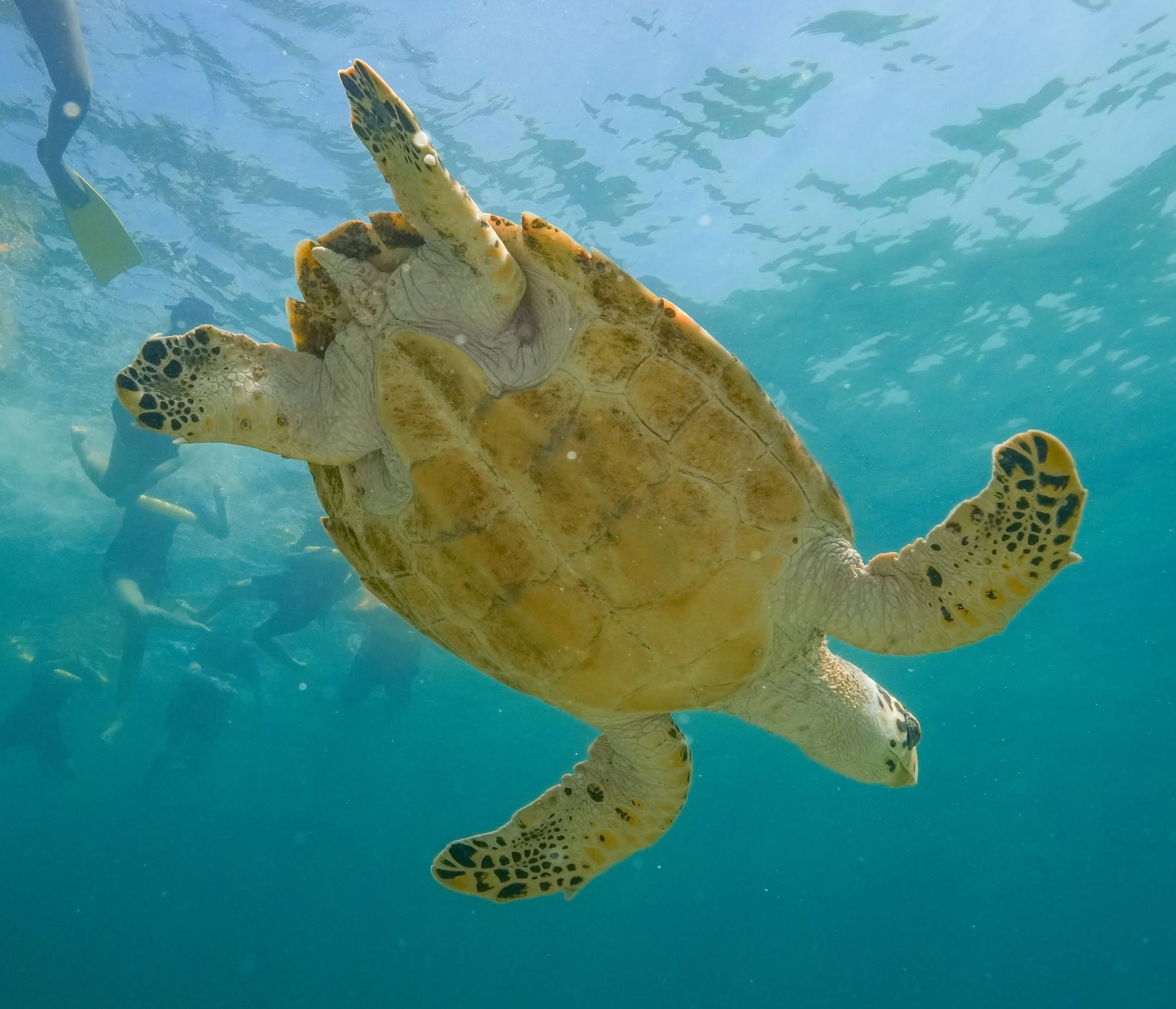 Sea turtle swimming underwater in clear blue ocean waters near Islamorada FL