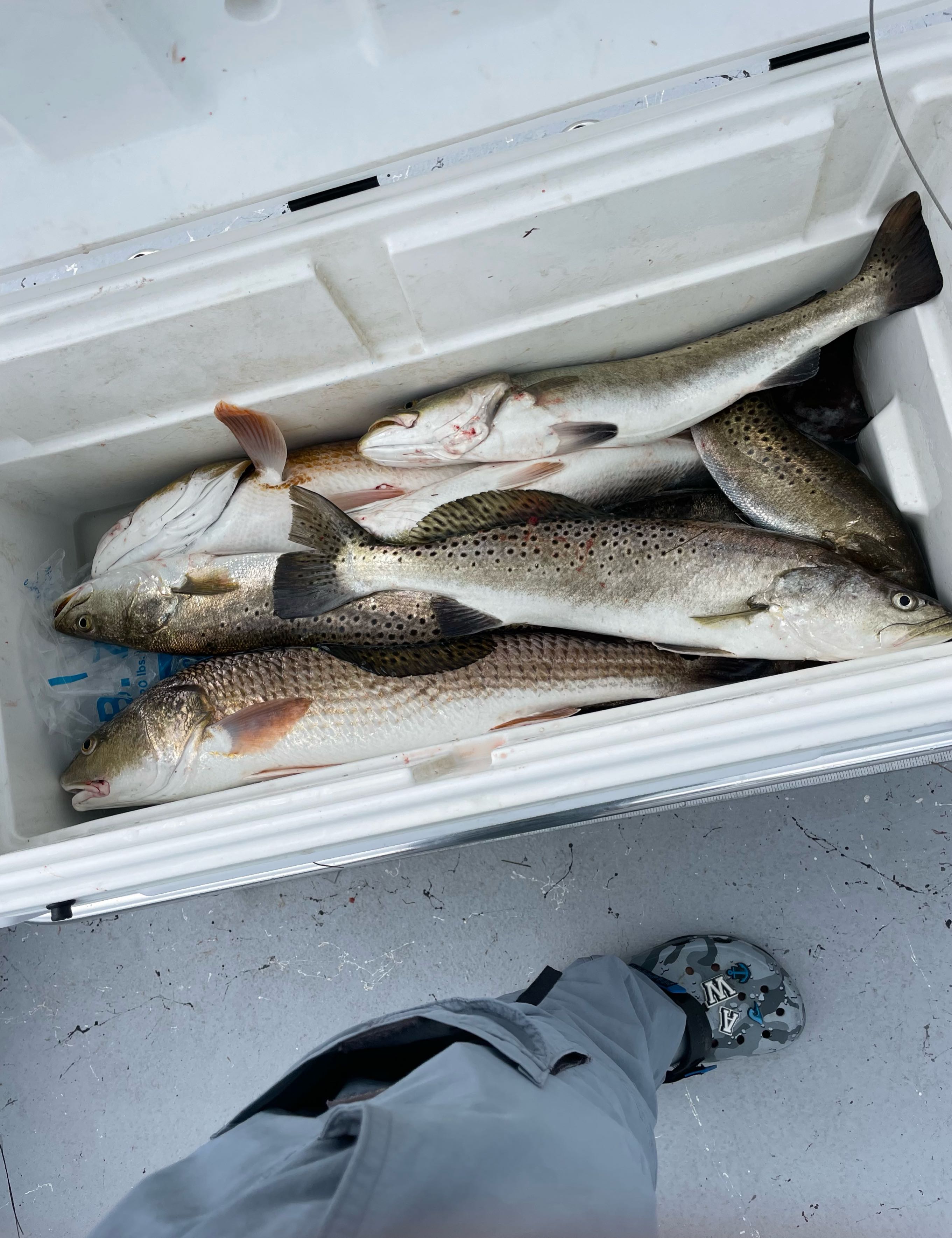 Three chum salmon and spotted weakfish in TX