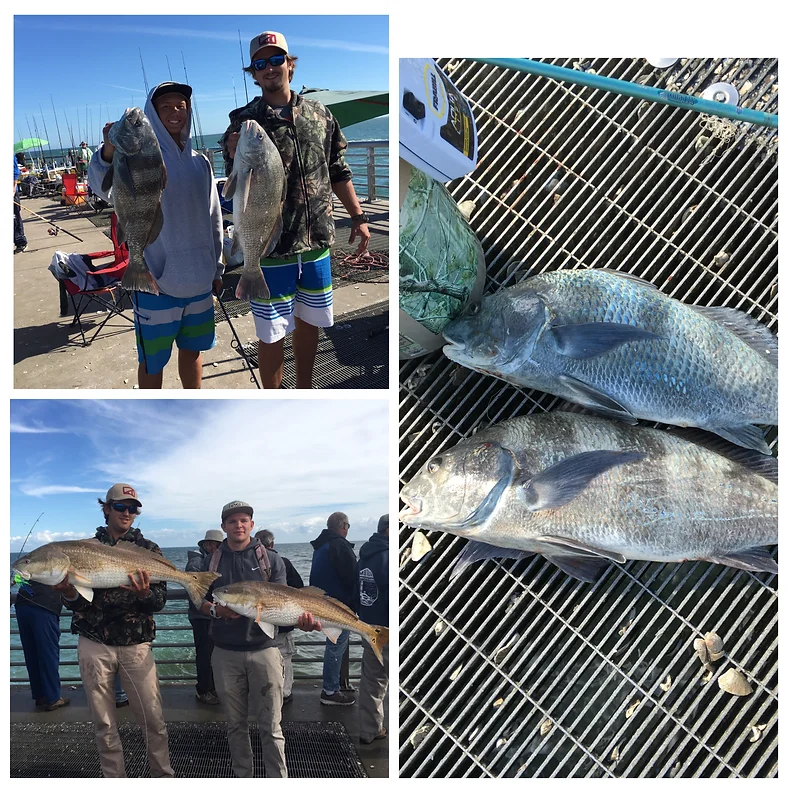 6 black drum, bluefish, and black drum fish caught in Merritt Island
