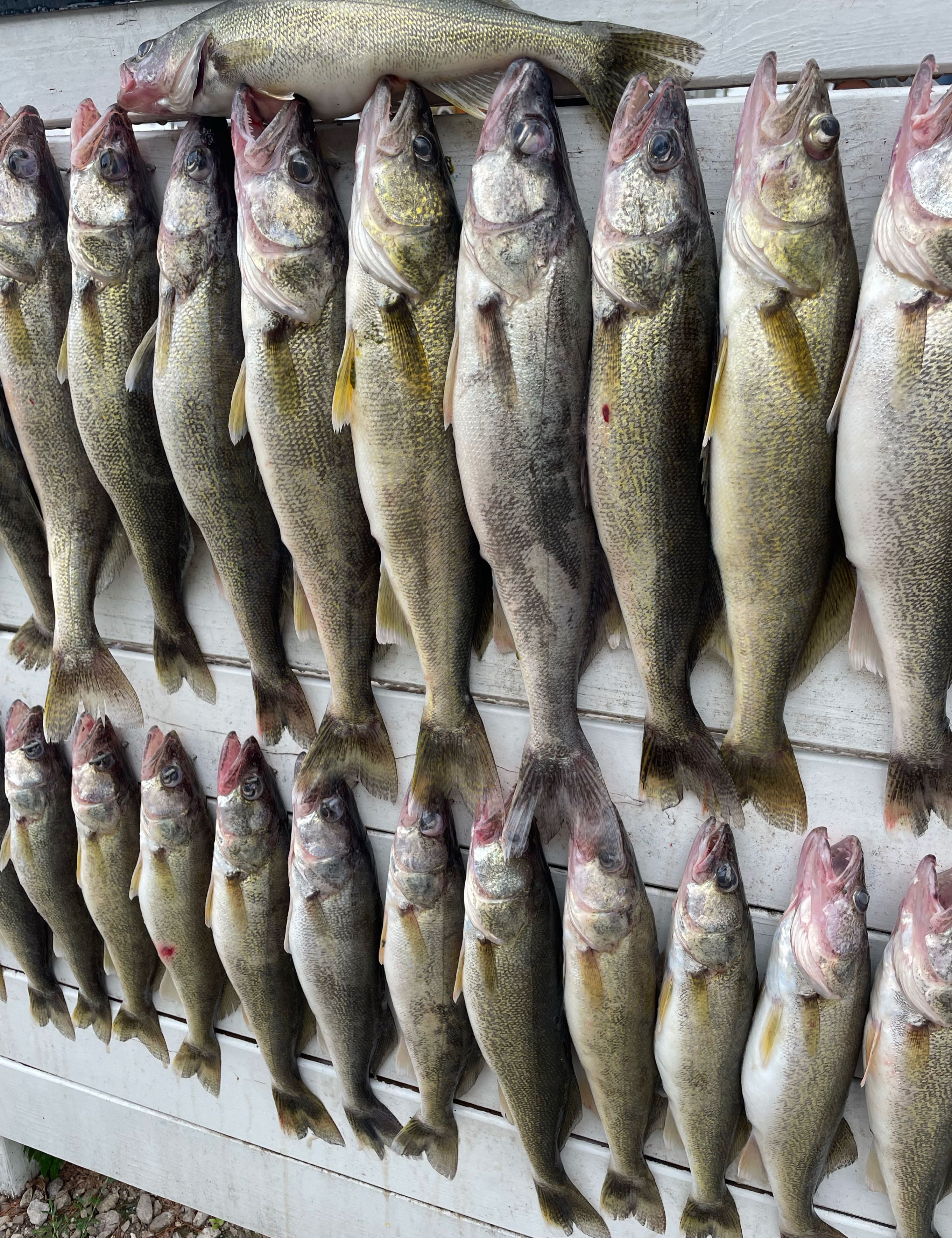 Sauger fish caught in Port Clinton
