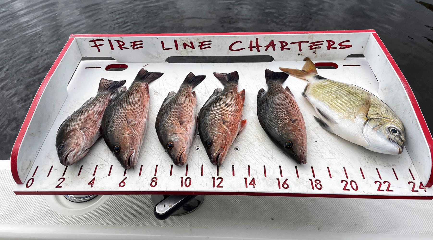 6 grey snapper fish in FL