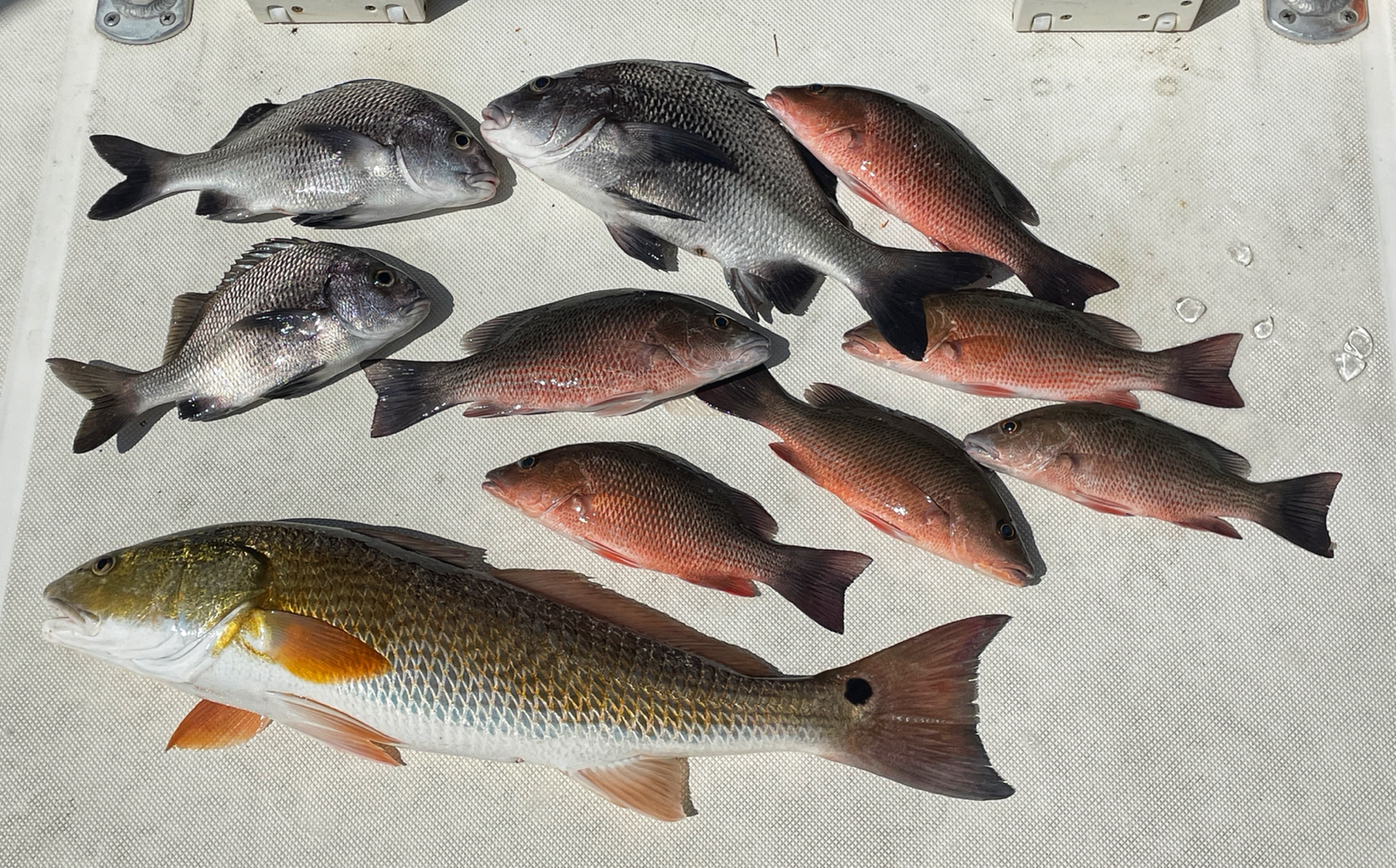 9 redfish, black margate, grey snapper, mangrove red snapper, and grey snapper in FL