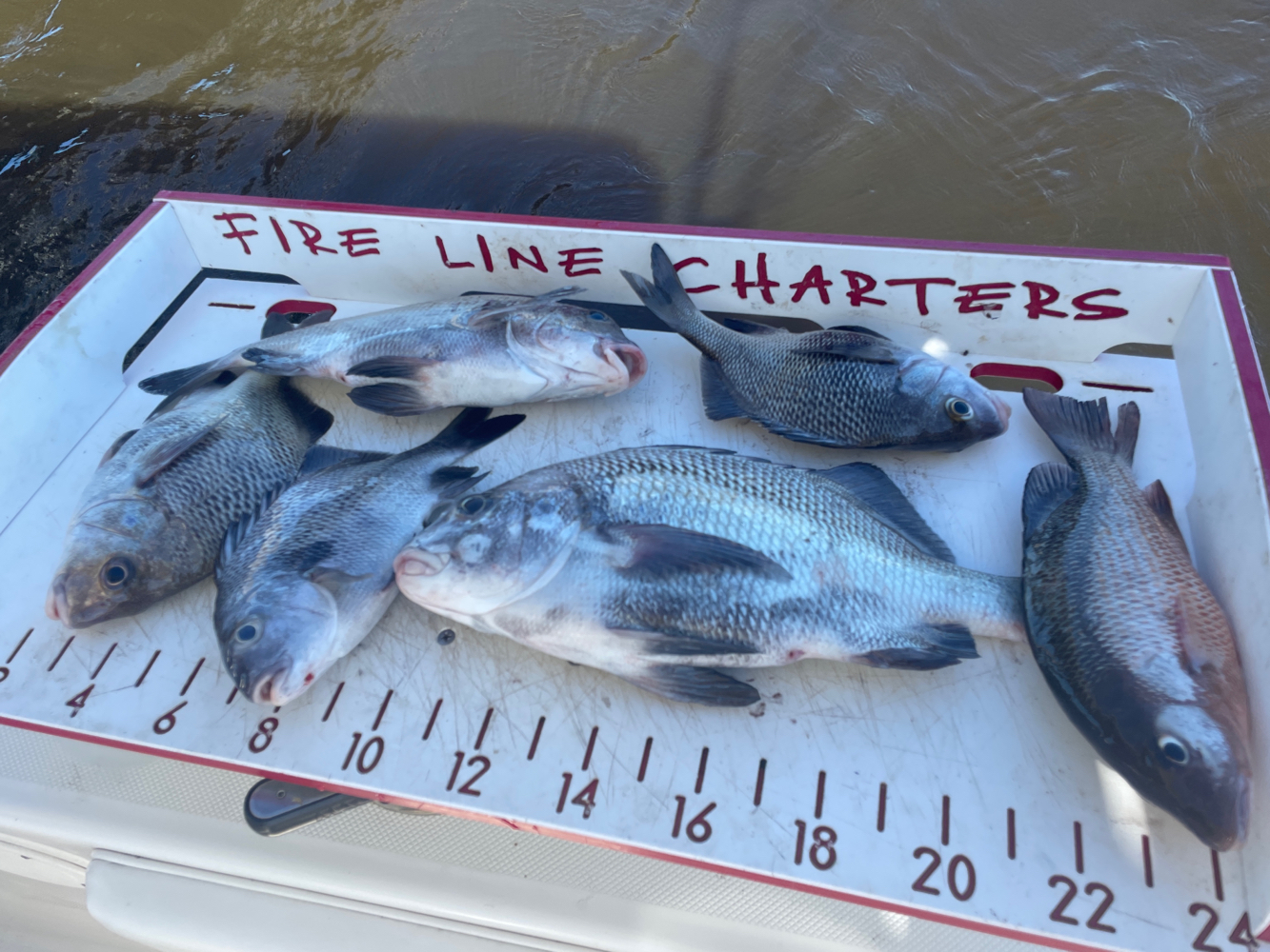 Great catch of 6 fish in FL