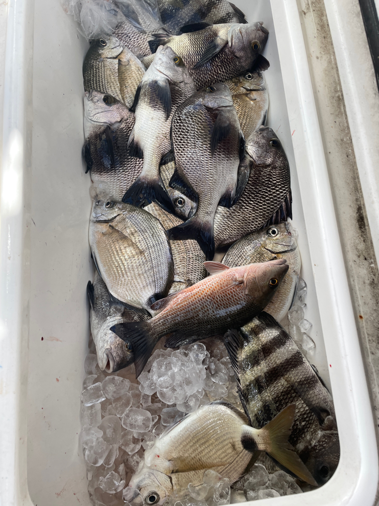 6 grey snapper and black margate fish caught in FL