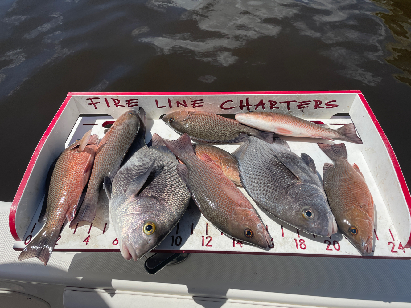 7 grey snapper and grey triggerfish in FL