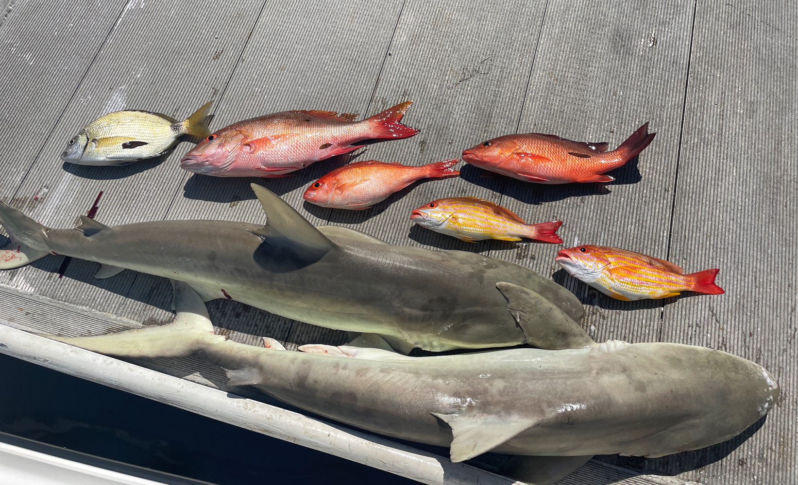 6 mutton snapper and atlantic sharpnose shark in Florida