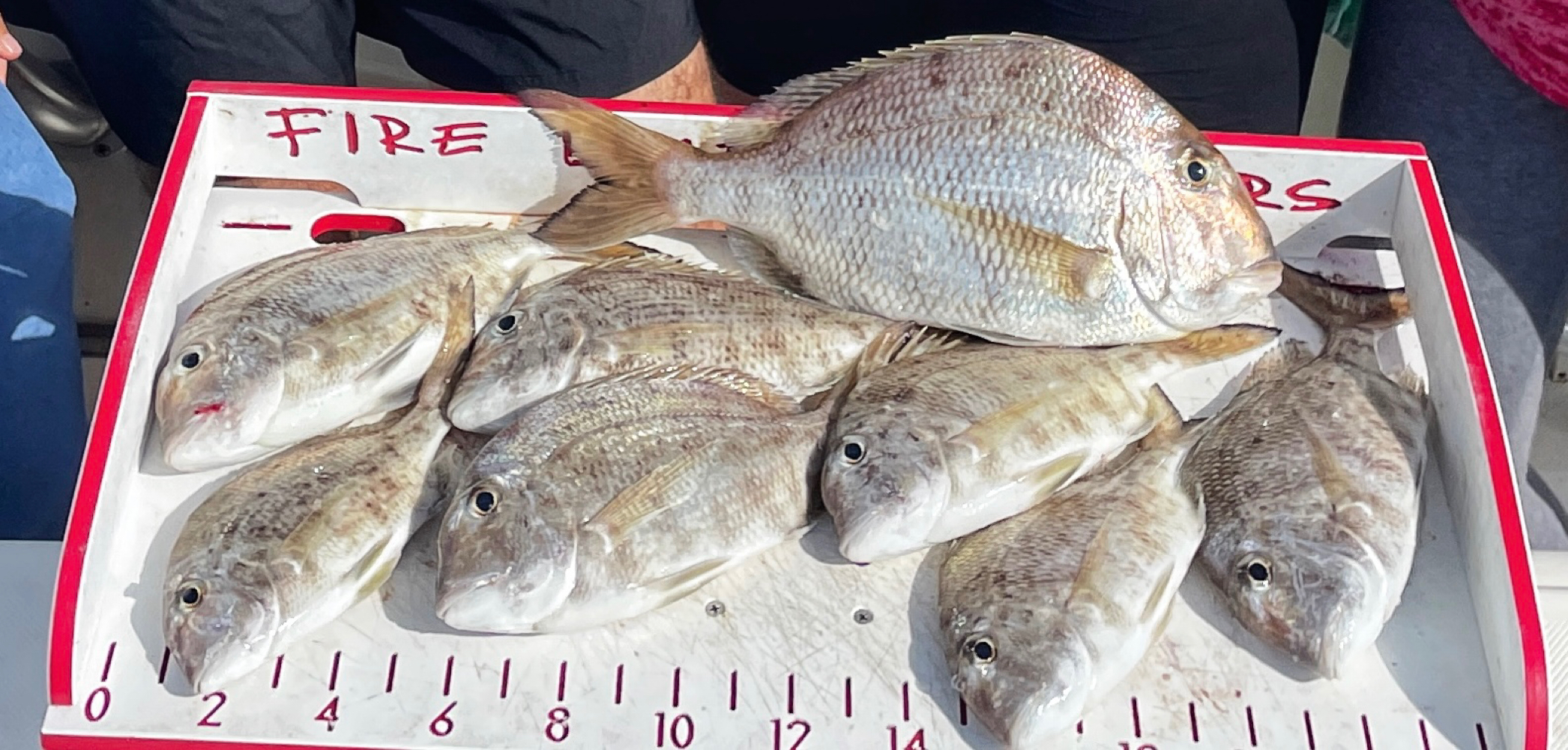 Six sooty grunters and African pompanos swimming in a Florida waterway