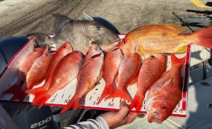 Fire Line Charters 8-hour offshore fishing trip targeting Kingfish and Cobia near Ponce Inlet