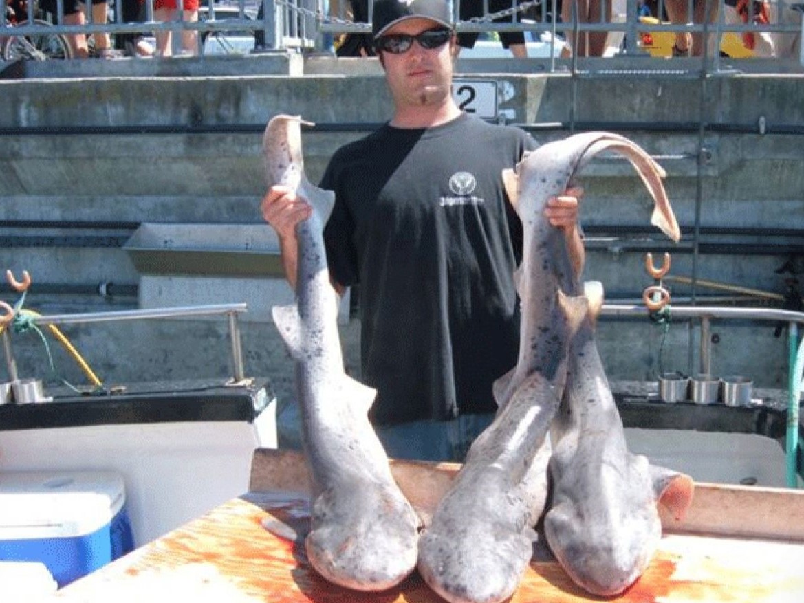 Two bonnethead sharks and dusky smooth-hounds caught fishing in CA
