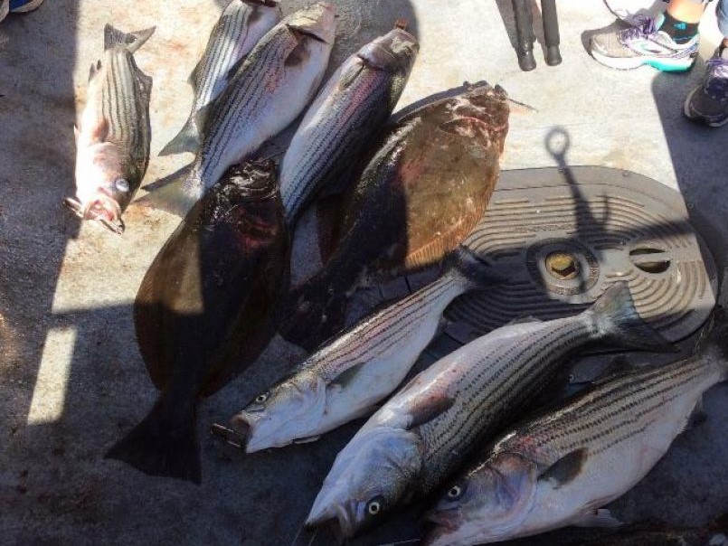 Striped bass fishing in CA