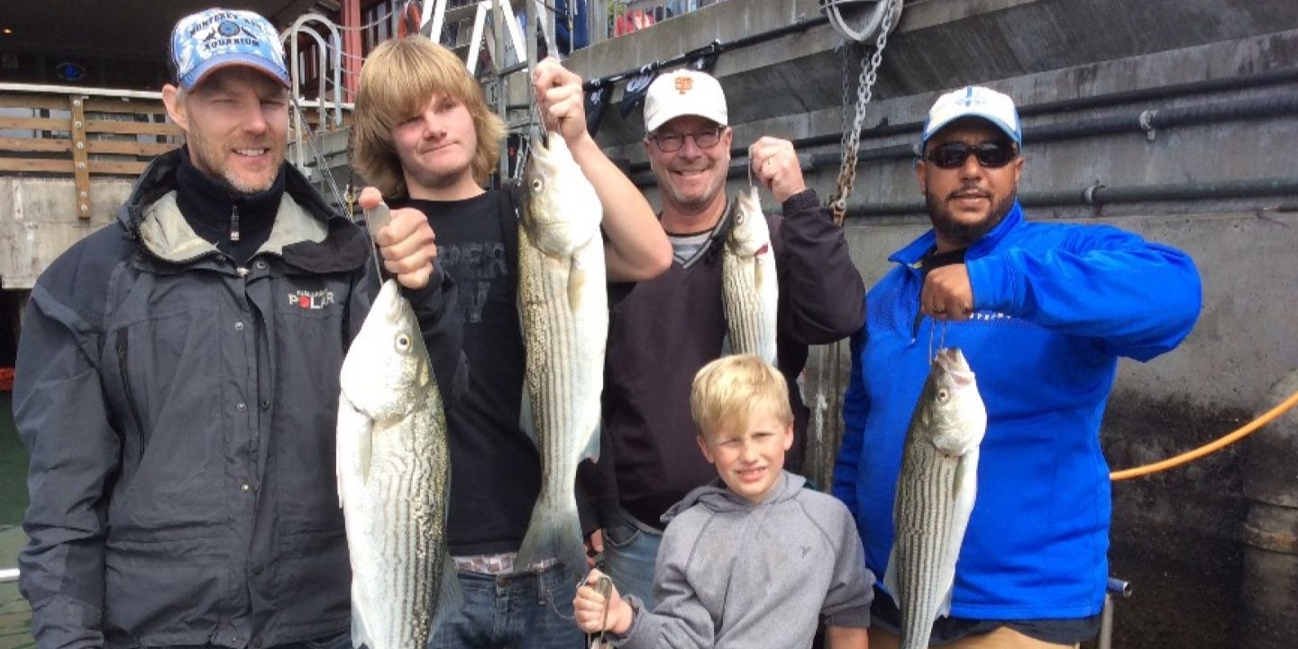 Three striped bass caught during fishing in CA