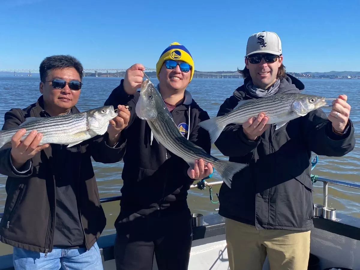 Three Striped Bass caught fishing in CA