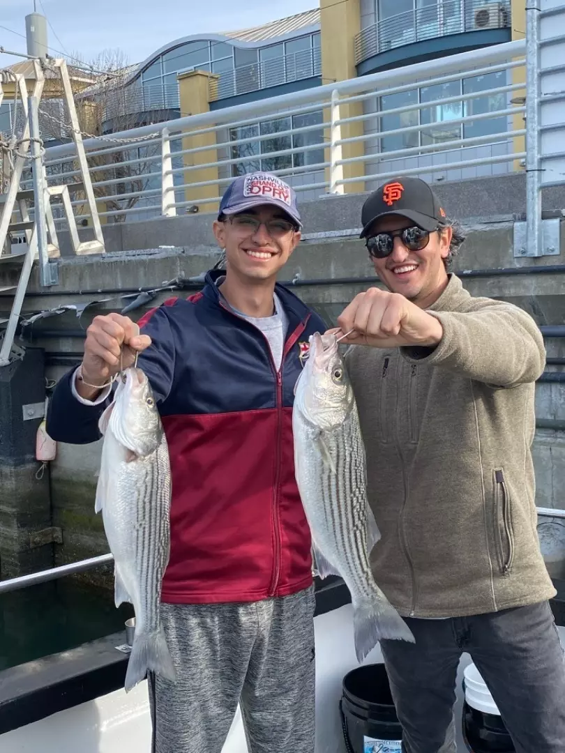 Two striped bass caught fishing in San Francisco