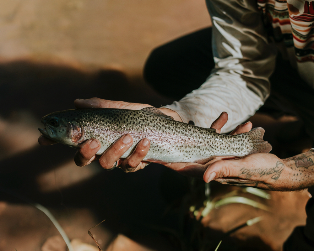 Rainbow trout caught in AZ