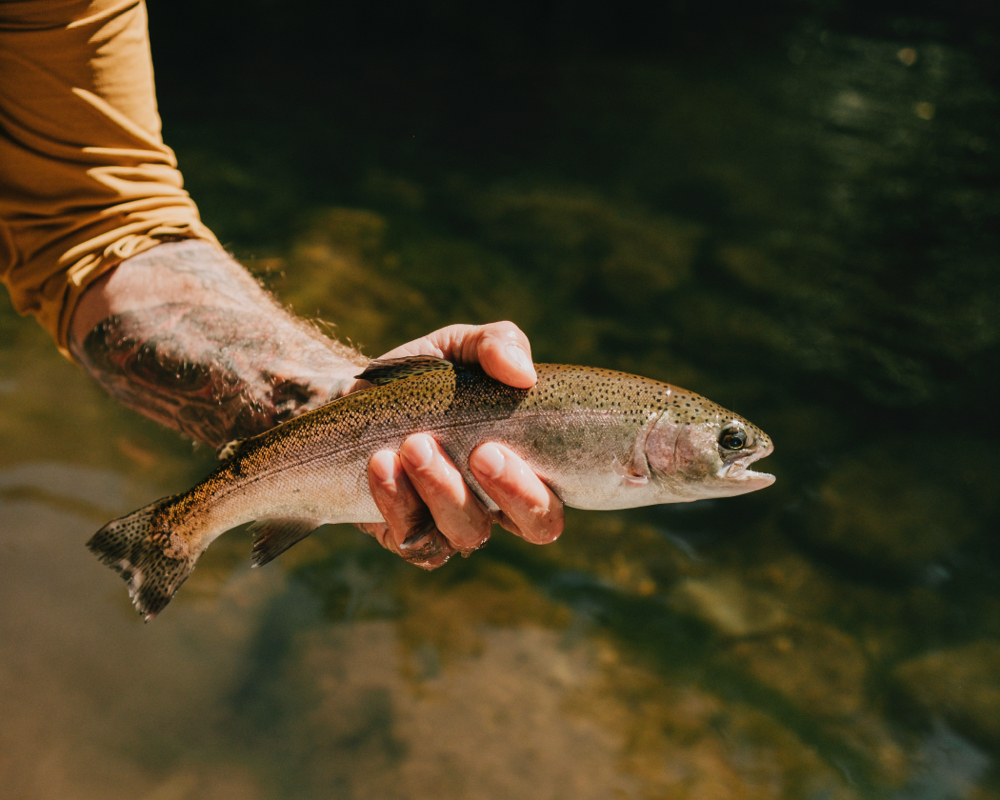 Rainbow trout caught in AZ