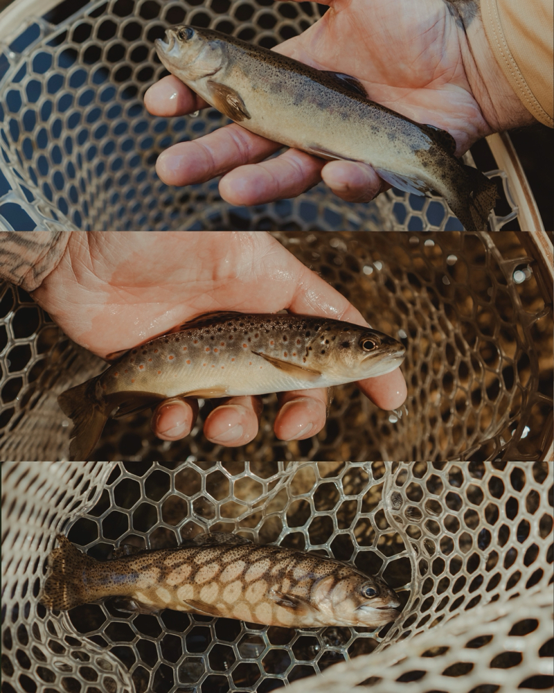 Three sea trout caught while fishing in Camp Verde