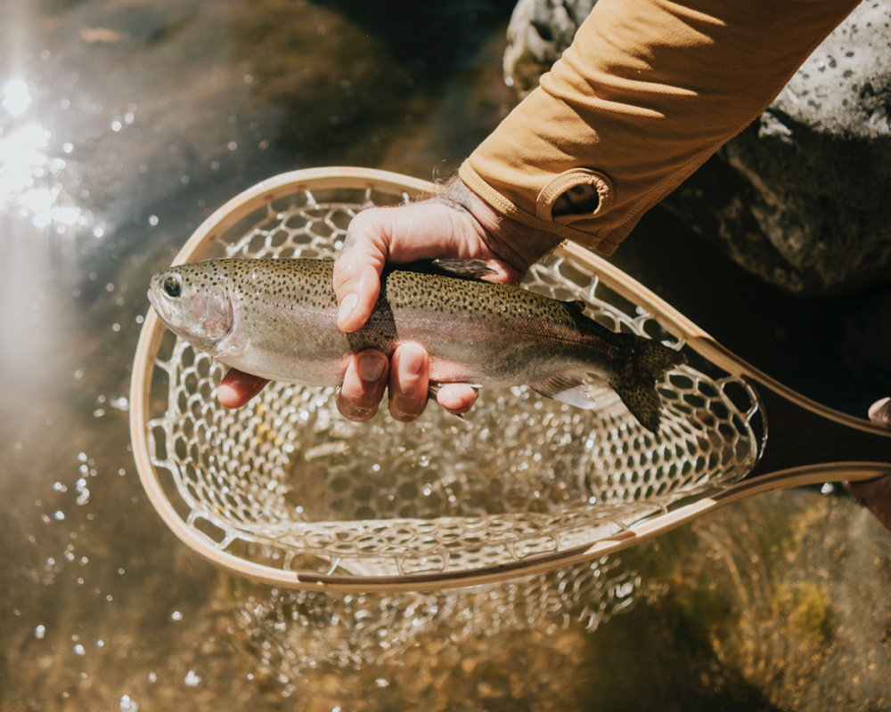 Rainbow Trout caught while fishing in Camp Verde