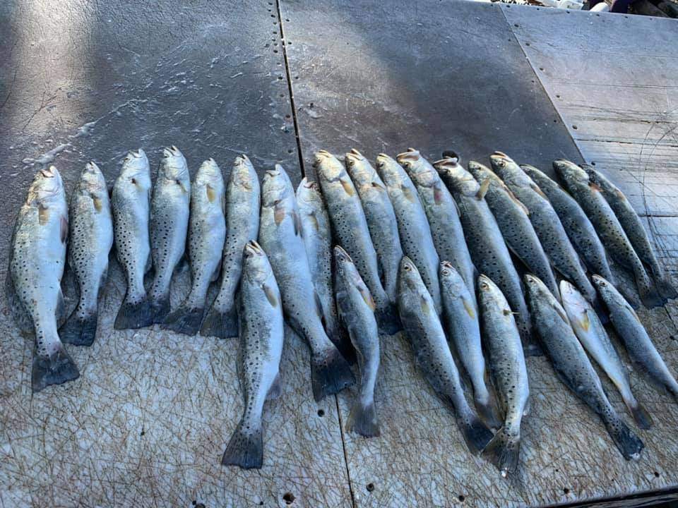 Nine spotted weakfish caught in Saint Bernard