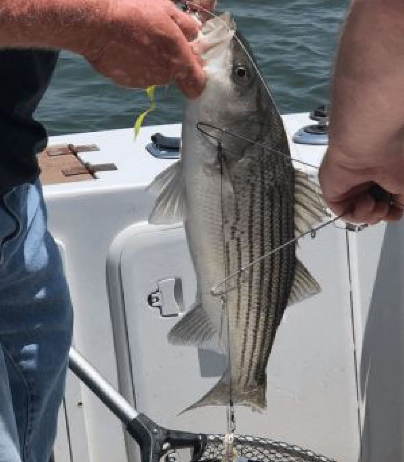 Striped bass fishing in TX