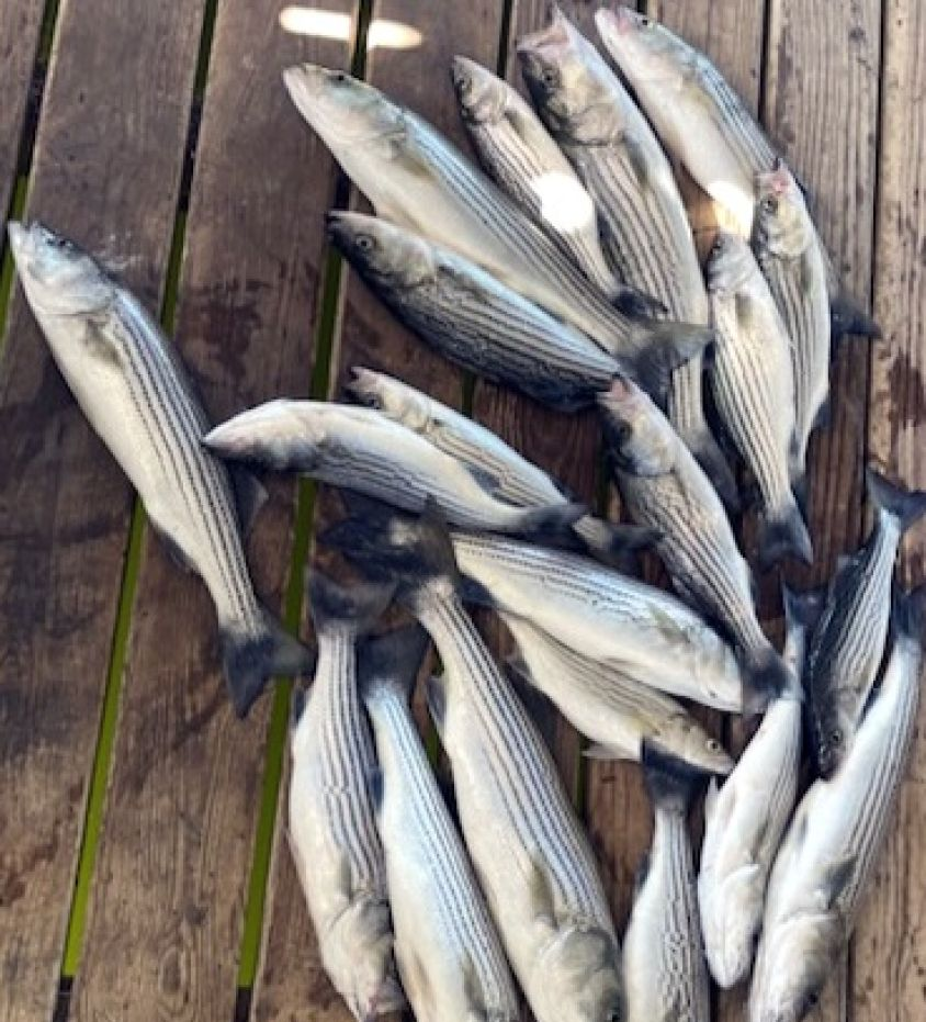 8 striped bass caught in Pottsboro