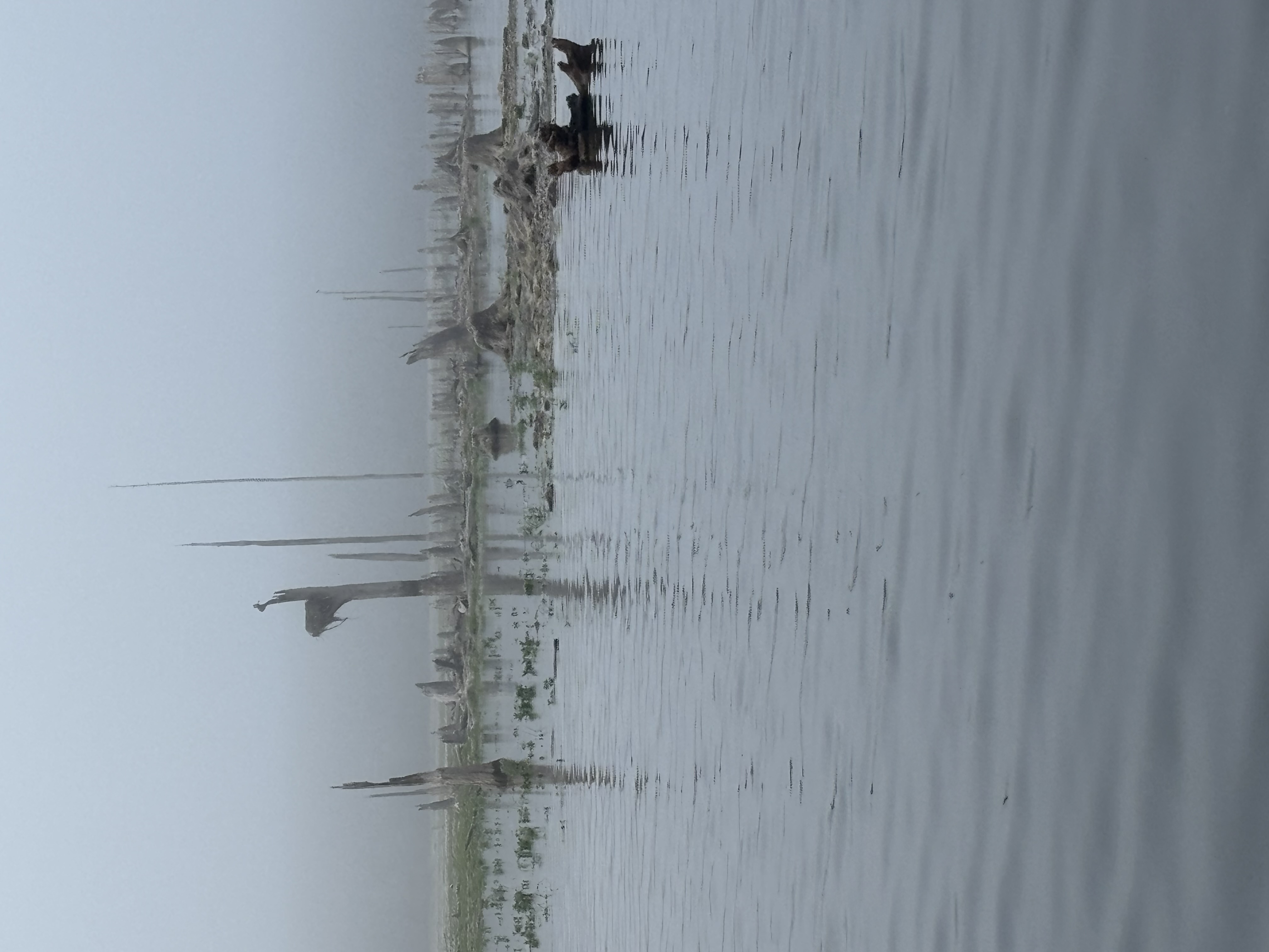 Misty fishing scene with dead tree stumps emerging from calm water in Interlachen FL