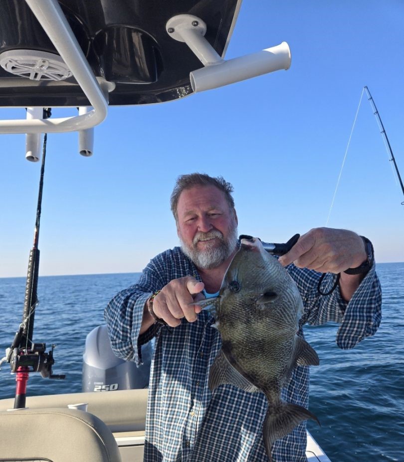 Grey Triggerfish caught while fishing in Alabama