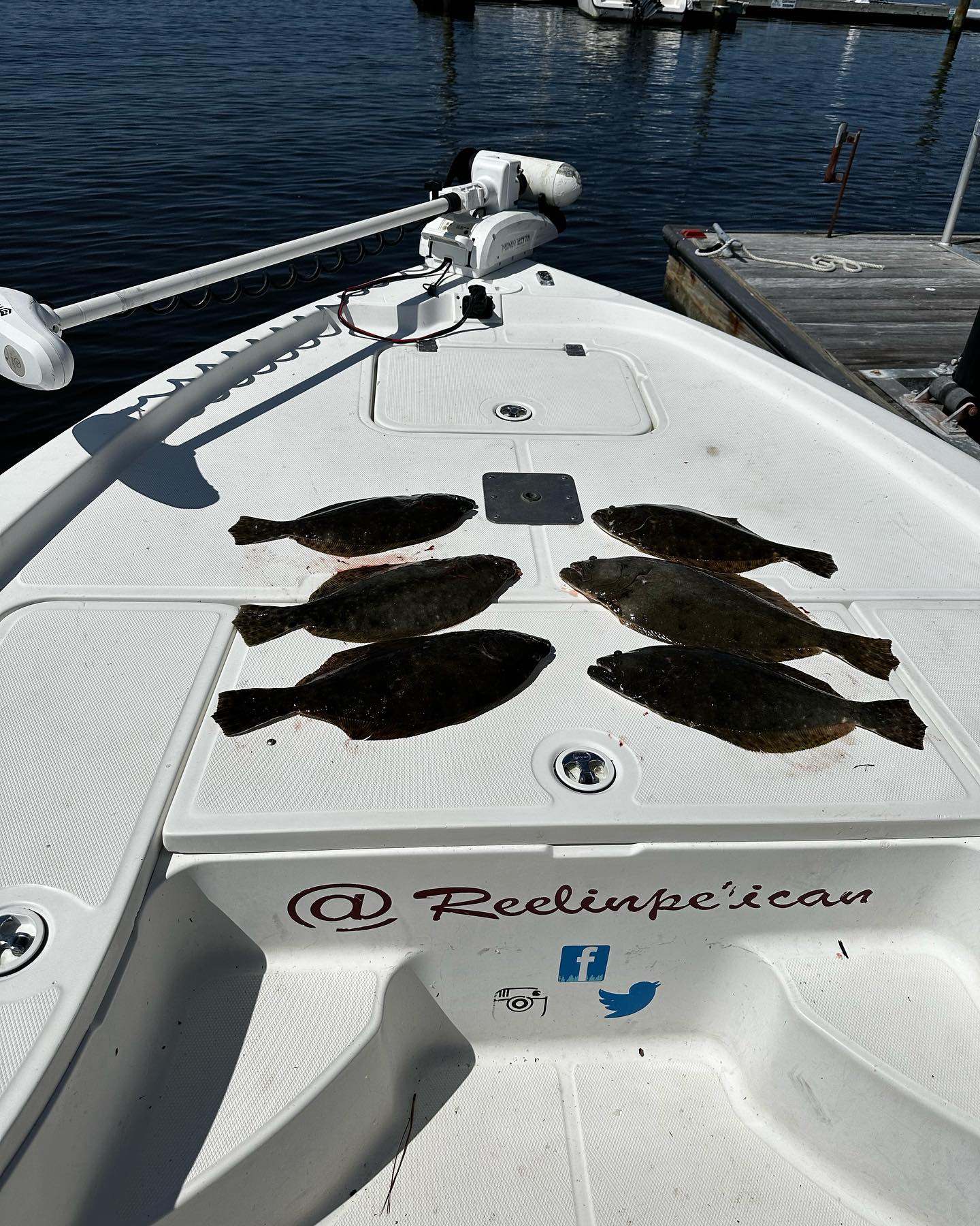 6 summer flounder caught fishing in NC