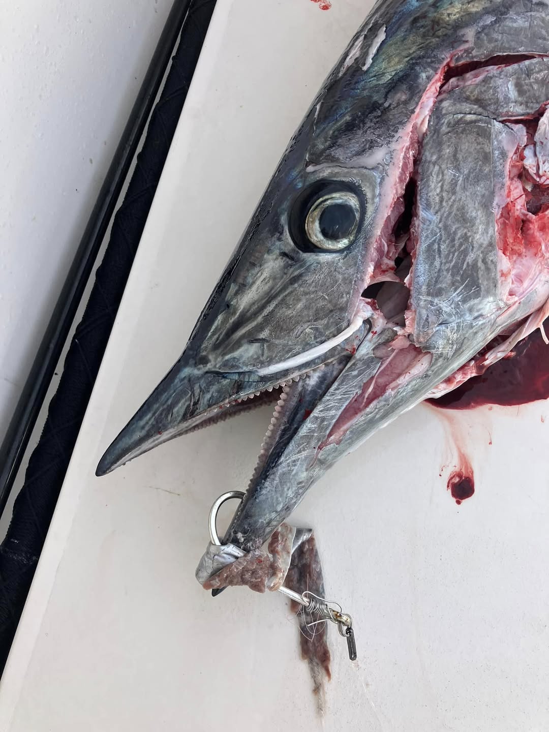 Fishing tours in Lantana