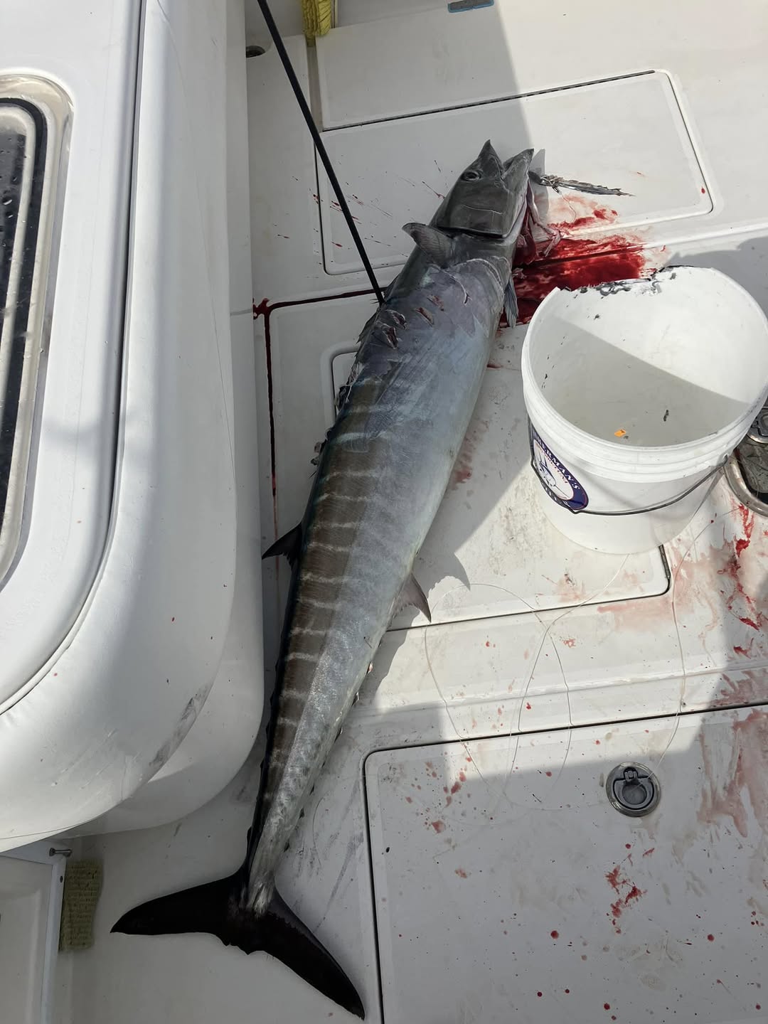 Wahoo fish caught during fishing tour in Lantana