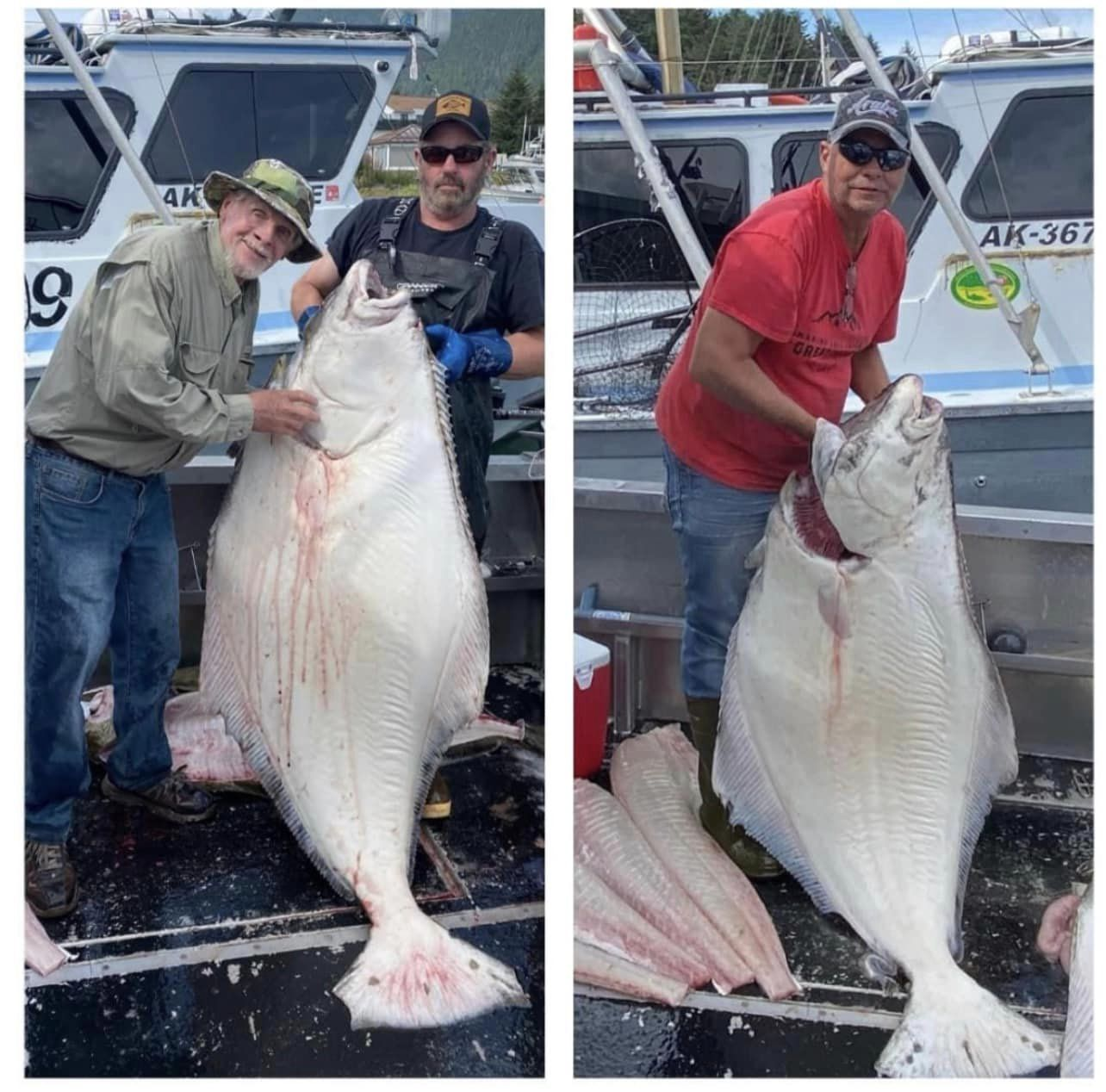 2 Pacific Halibut, 41 inch, fishing in Sitka