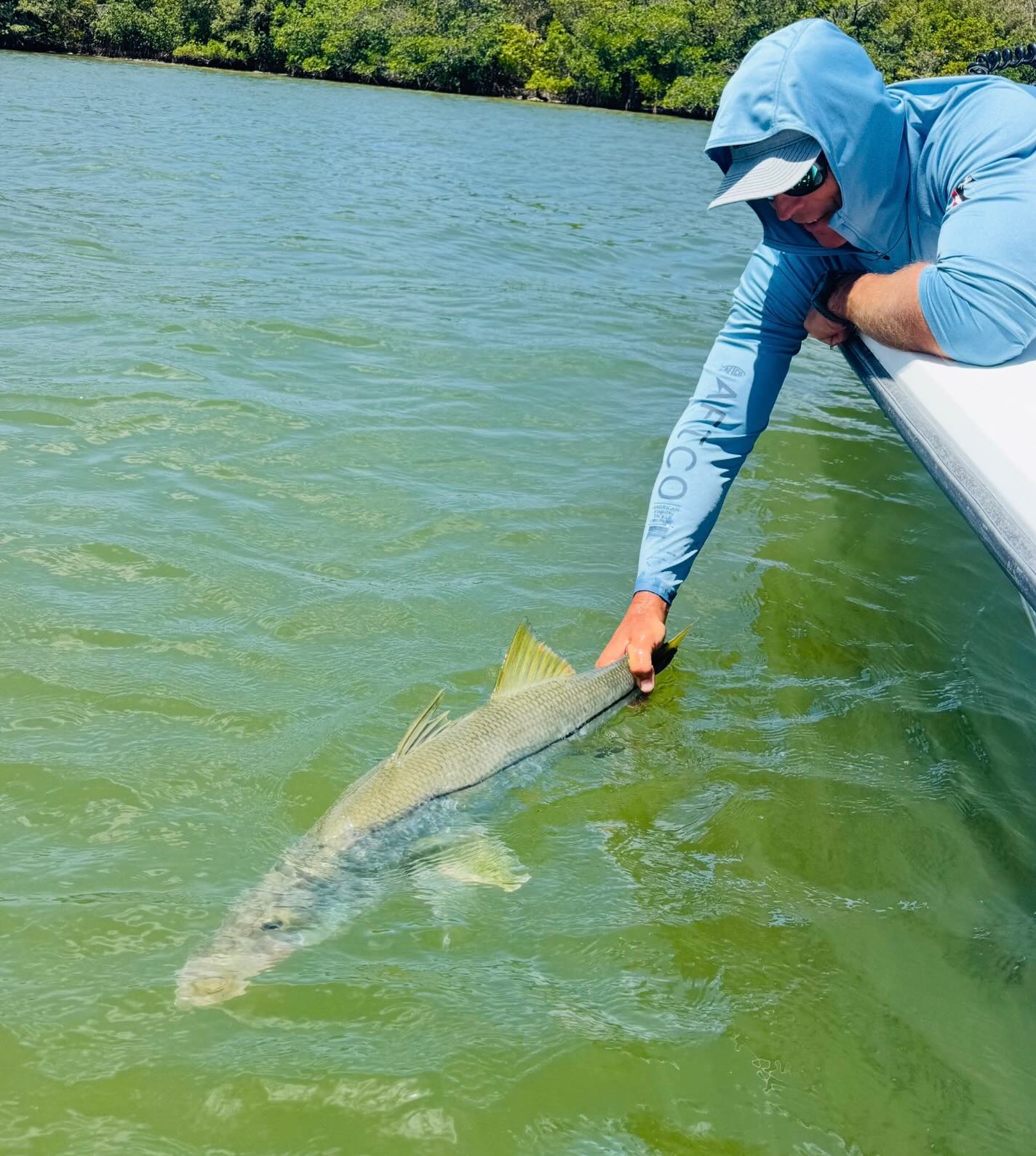 Snook being released back into the water in Jensen Beach FL