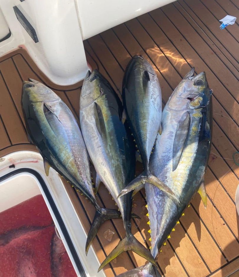 4 yellowfin and blackfin tuna caught in Puntarenas Province, Costa Rica