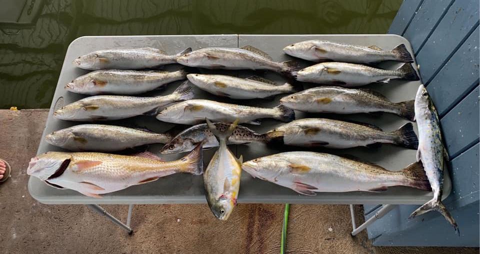 Fishing in Galveston with 15 Spanish Mackerel, Blue Runner, and Great Barracuda