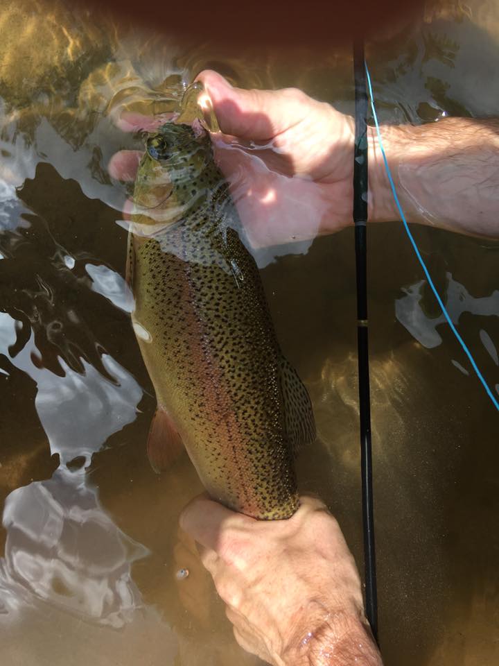 Stunning rainbow trout caught in VA