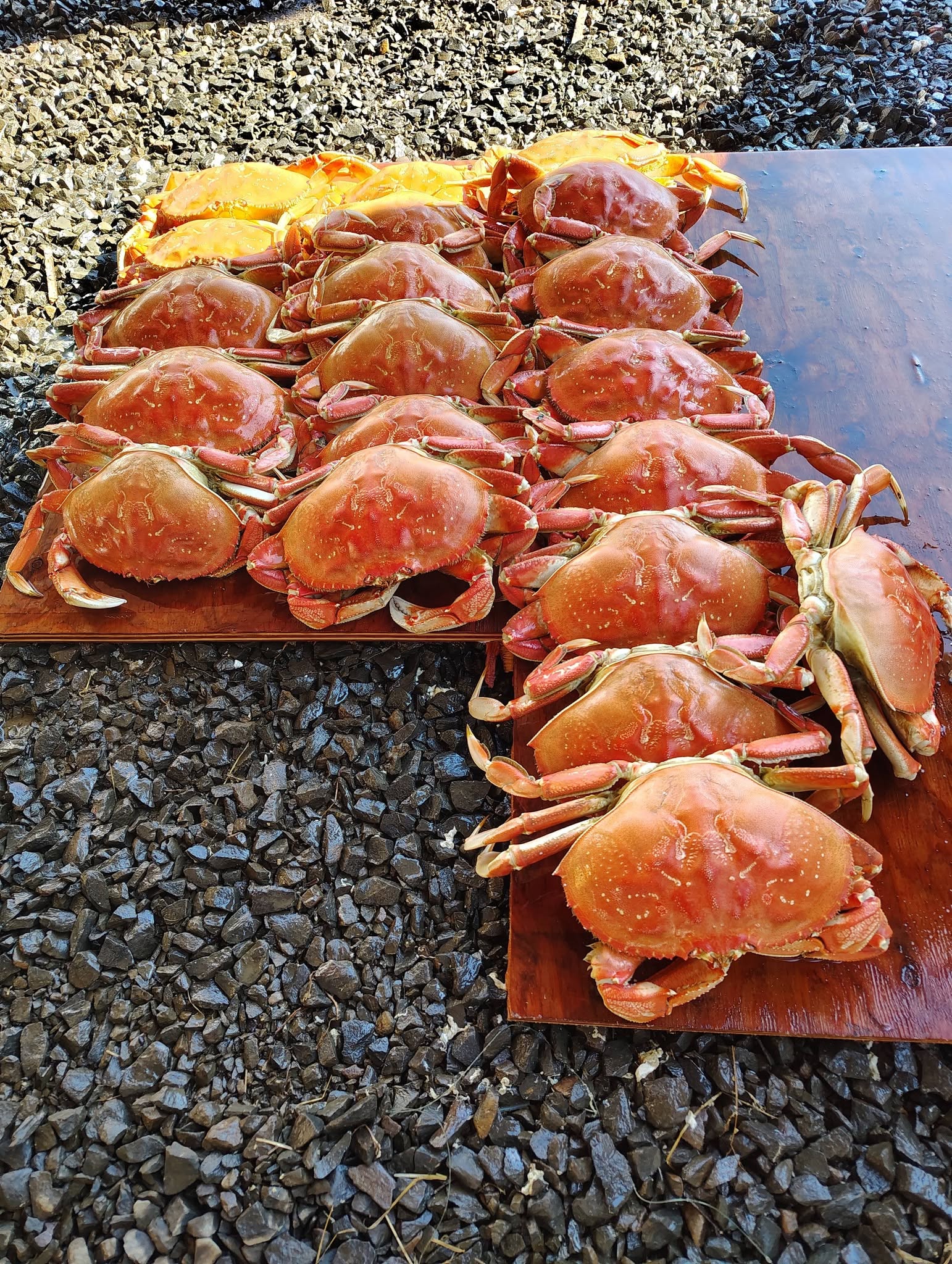 Fresh caught Dungeness crabs displayed on wooden boards near Pacific City OR shoreline
