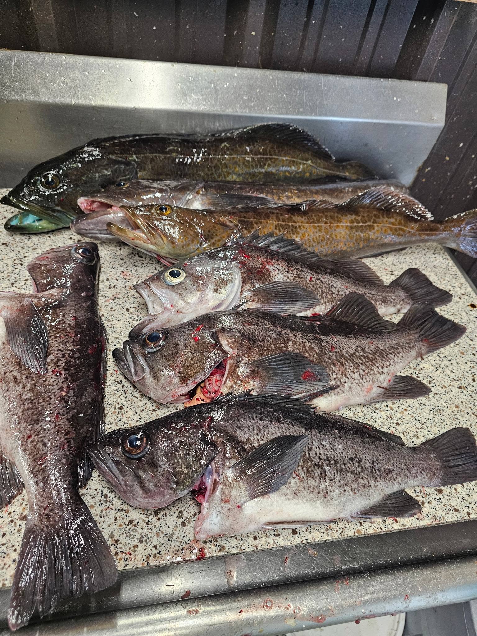 Fresh caught black rockfish and lingcod in cooler from Pacific City Oregon fishing trip