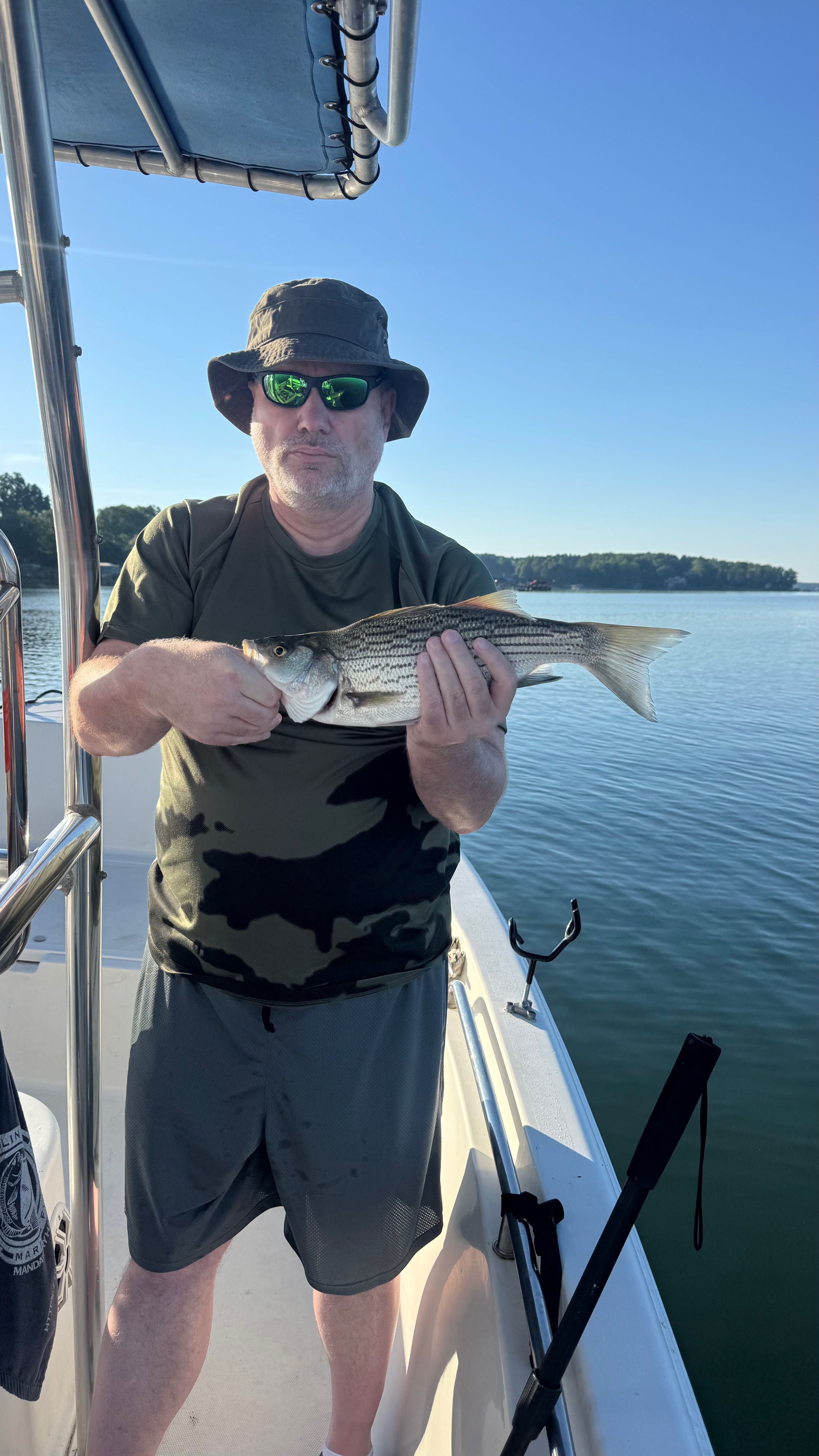 Freshly caught striped bass held on fishing boat in Denver NC waters